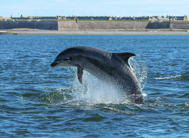 Bottlenose dolphin at Chanonry Point
